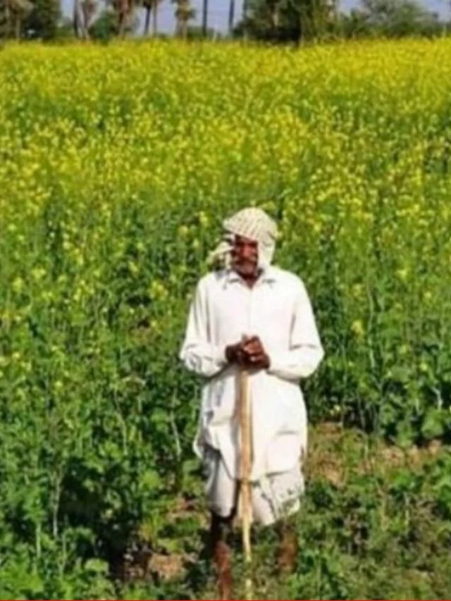 किसानों की बल्ले बल्ले! PM Kisan में ₹8000, गेहूं का MSP ₹2500